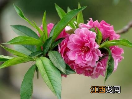 碧桃花花语 碧桃花语是什么意思