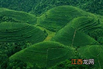 湄潭翠芽制作工艺视频 湄潭翠芽的制作工艺