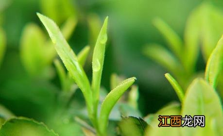 茶树种植中茶芽瘿蚊的防控技术 茶树蚜虫的防治方法