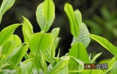 茶园农药的合理使用方法 茶园农药的合理使用方法是