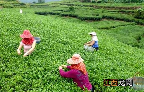 白茶的制作工序流程 白茶的制作工序流程是什么