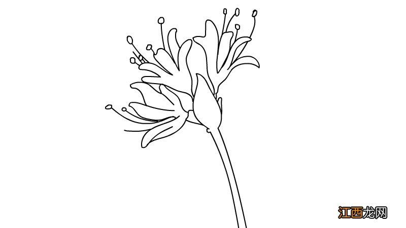 彼岸花简笔画 彼岸花简笔画 简单