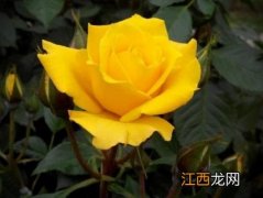 黄玫瑰花语的准确意思 黄玫瑰花语代表什么意思