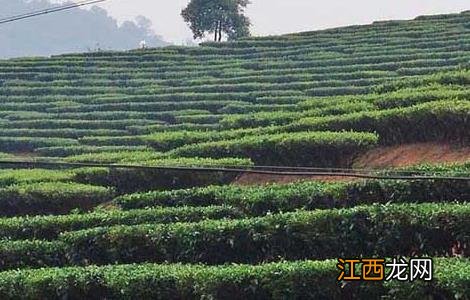 贵州山区茶树栽培技术 贵州山区茶树栽培技术与管理