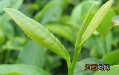 温度对茶叶质量的影响有哪些 温度对茶叶品质有哪些影响