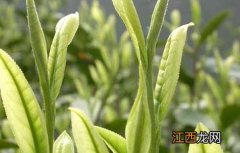 油茶插叶育苗种植技术 油茶插叶育苗种植技术与管理