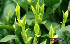 以醋代药防治茶叶病虫害 茶蚜虫的生物制剂防治方法