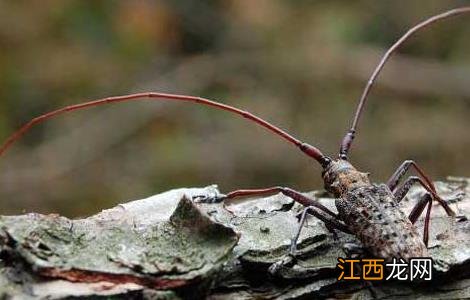 松褐天牛的防治技术 松褐天牛防治技术方案