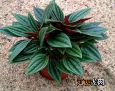 红天使植物如何养护 植物小天使怎样养护?