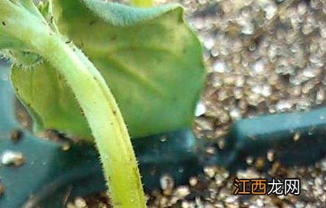 植物立枯病的防治方法 立枯病的防治方法