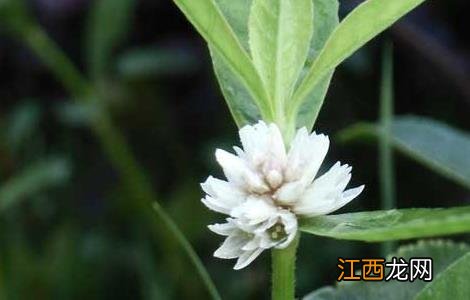 空心莲子草的防治方法 空心莲子草的防治方法有哪些