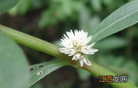 空心莲子草的防治方法 空心莲子草的防治方法有哪些