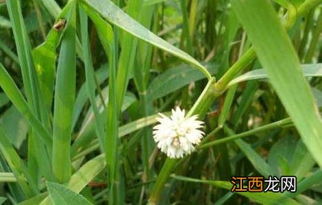 空心莲子草的防治方法 空心莲子草的防治方法有哪些