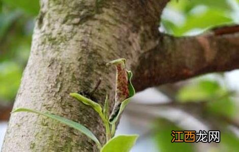 蓟马虫害的防治方法 草莓蓟马虫害的防治方法