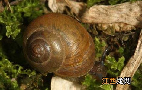 灰巴蜗牛怎么防治 灰巴蜗牛怎么养