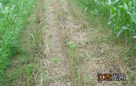 除草剂药害产生的人为原因及预防措施