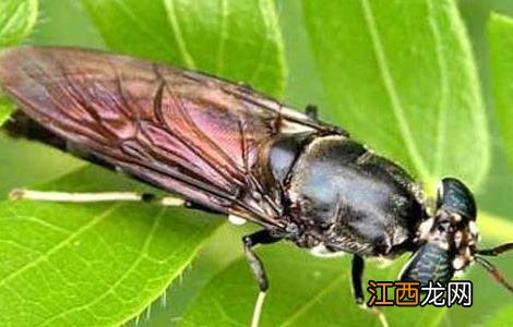 微生物农药使用的常见误区 微生物农药的缺点