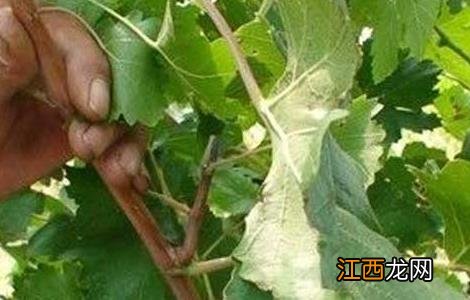 微生物农药使用的常见误区 微生物农药的缺点