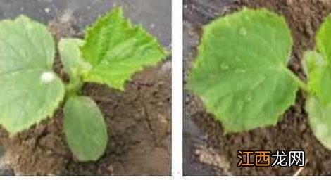 微生物农药使用的常见误区 微生物农药的缺点