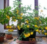 香水柠檬盆栽种植方法和注意事项 香水柠檬盆栽种植方法