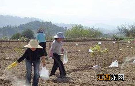 微生物菌剂使用注意事项 微生物菌剂使用注意事项