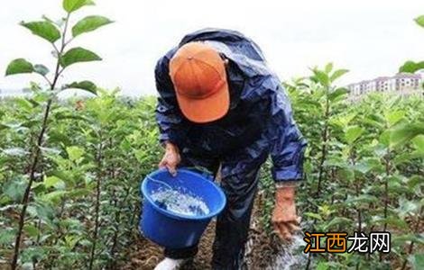 微量元素肥使用注意事项及禁忌 微量元素肥使用注意事项