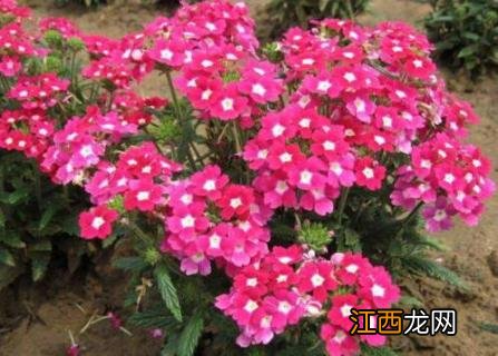 美女樱能养几年 细叶美女樱能养几年