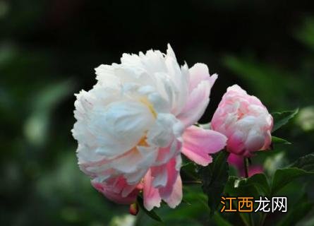 芍药喜欢什么肥料 芍药施肥用什么肥料