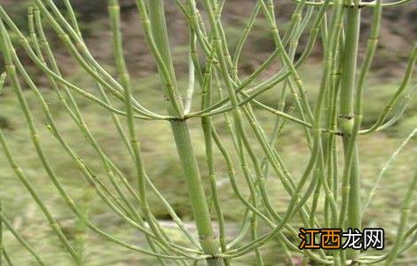 节节草的种植前景 种植节节草赚钱吗