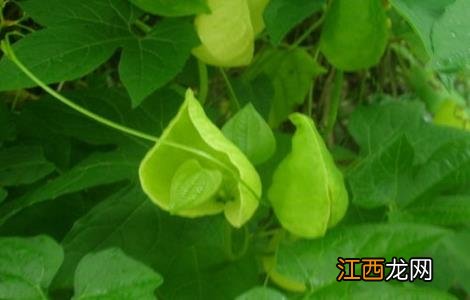 木鳖子怎么种才能发芽 木鳖子怎么种