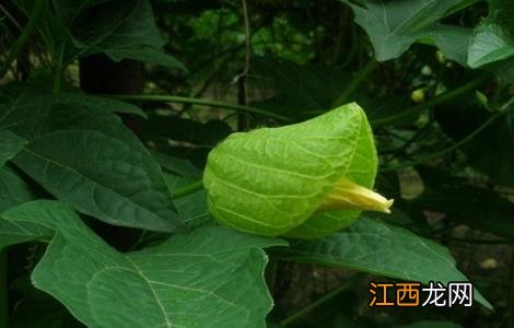 木鳖子怎么种才能发芽 木鳖子怎么种