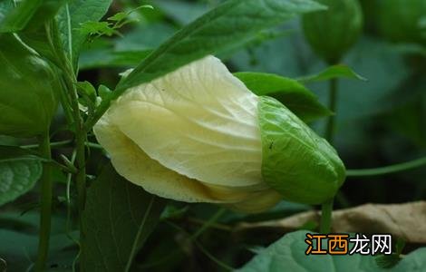 木鳖子怎么种才能发芽 木鳖子怎么种