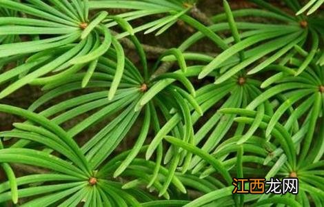 土荆皮的栽培技术 土荆皮怎么用