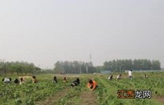 红花田间管理技术 红花种植技术与栽培管理