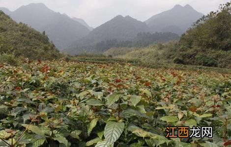 钩藤的繁殖方法有哪些 钩藤的繁殖方法