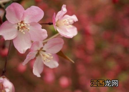 海棠花家庭怎么养殖 海棠花的家庭养殖方法