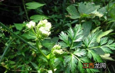 川芎怎样种植和管理 川芎的田间管理要点