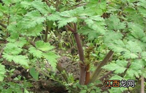 川芎怎样种植和管理 川芎的田间管理要点