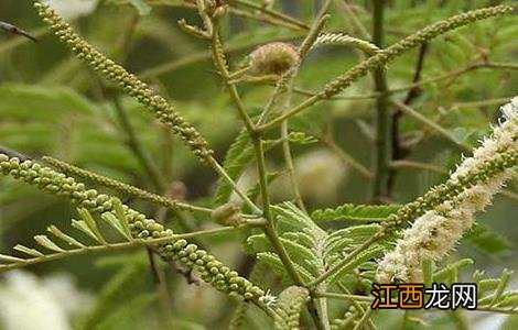 儿茶的栽培技术 儿茶的栽培技术和管理