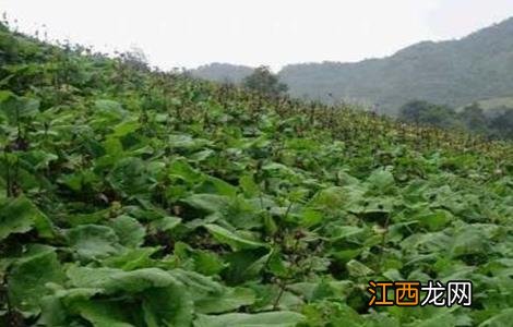 云木香种植需要注意什么 云木香种植需要注意什么