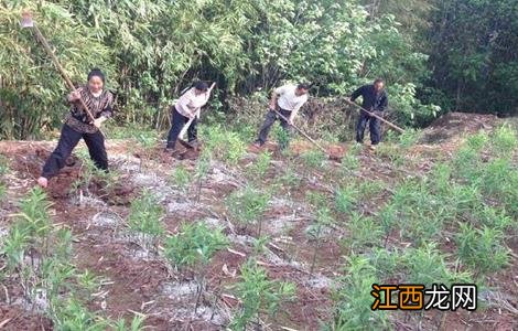 黄精种植技术 黄精的种植技术