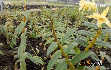 石斛种植条件 石斛种植条件是什么