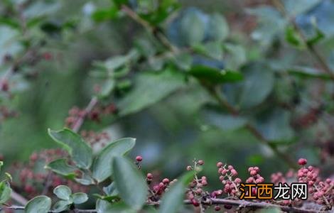 花椒的施肥技术与管理 花椒的施肥技术