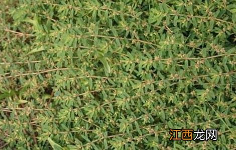 千根草怎么种 千根草怎么种植