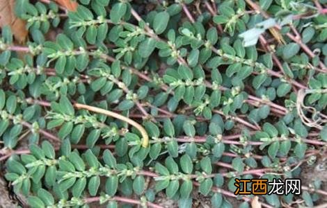 千根草怎么种 千根草怎么种植