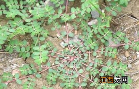 千根草怎么种 千根草怎么种植