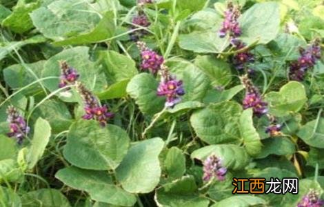 葛根的田间管理要点 葛根的田间管理要点有哪些