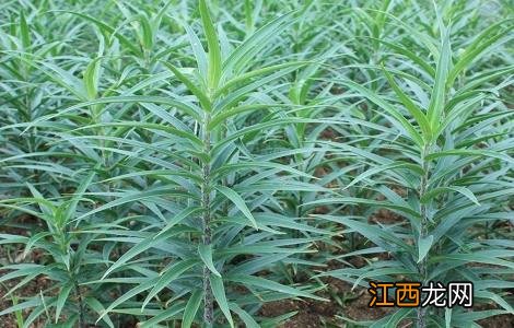 百合如何繁殖方法 百合如何繁殖