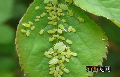 枸杞蚜虫防治技术 枸杞蚜虫防治技术视频