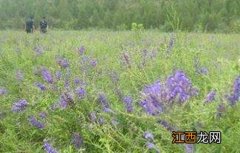 黄芩病虫害防治方法 黄芩病虫害防治技术